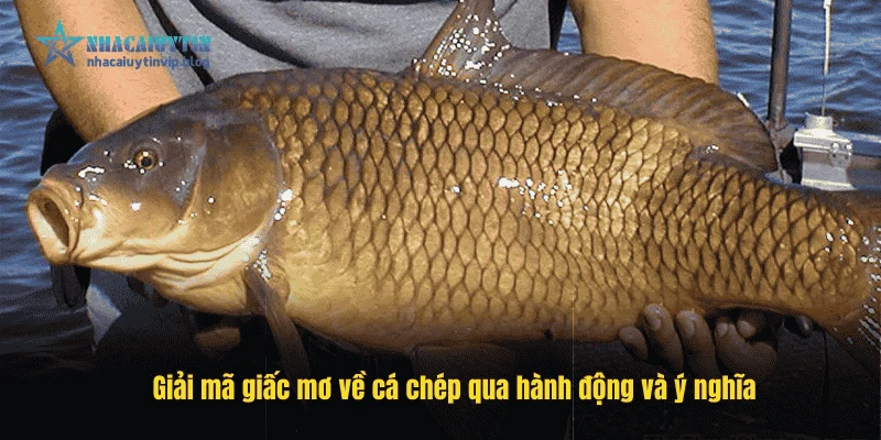 Giải mã giấc mơ về cá chép qua hành động và ý nghĩa
