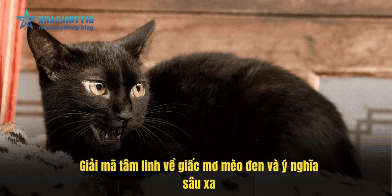 Giải mã tâm linh về giấc mơ mèo đen và ý nghĩa sâu xa