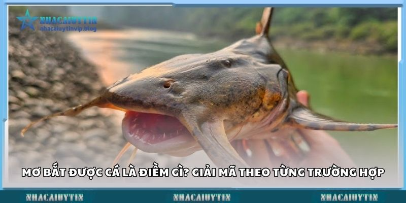 mo-bat-duoc-ca-la-diem-gi-giai-ma-theo-tung-truong-hop
