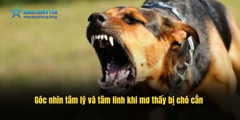 Góc nhìn tâm lý và tâm linh khi mơ thấy bị chó cắn