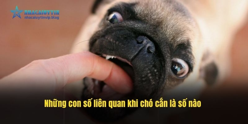 Những con số liên quan khi chó cắn là số nào