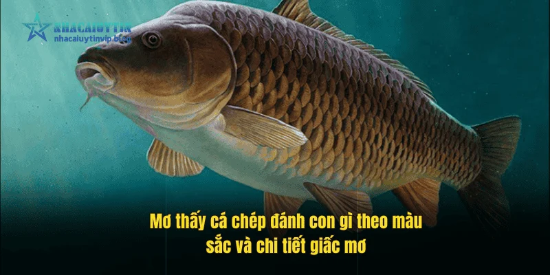 Mơ thấy cá chép đánh con gì theo màu sắc và chi tiết giấc mơ