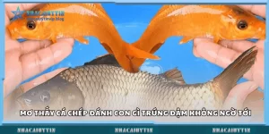 Mơ thấy cá chép đánh con gì