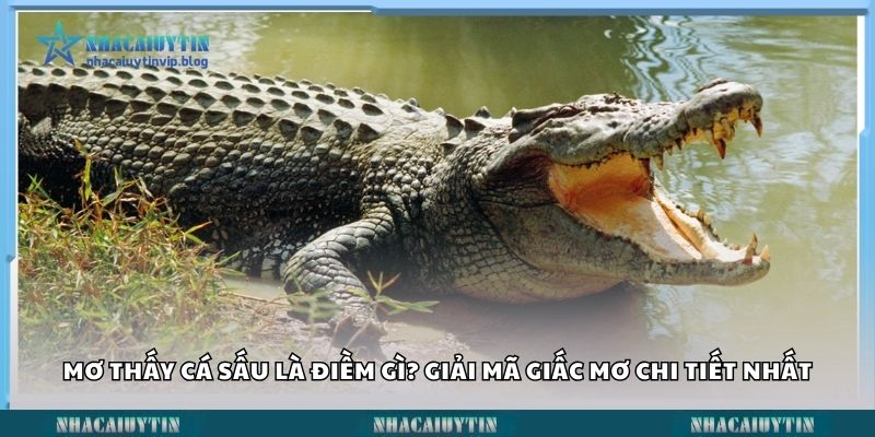Mơ thấy cá sấu