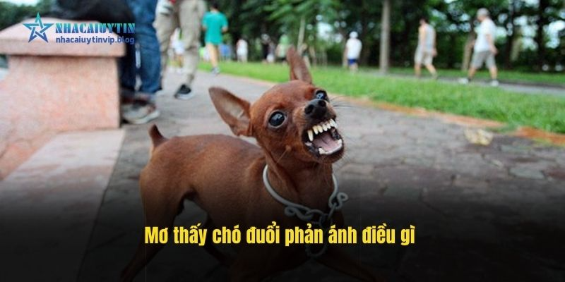 Mơ thấy chó đuổi phản ánh điều gì
