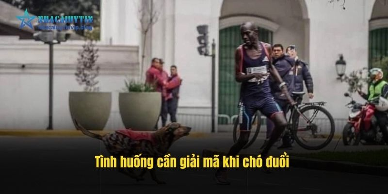 Tình huống cần giải mã khi chó đuổi