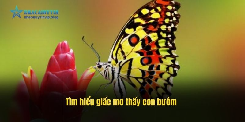 Tìm hiểu giấc mơ thấy con bướm