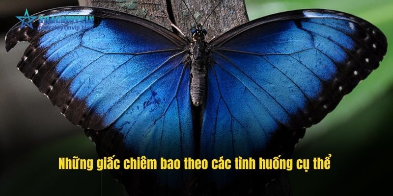 Những giấc chiêm bao theo các tình huống cụ thể
