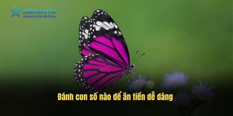 Đánh con số nào để ăn tiền dễ dàng