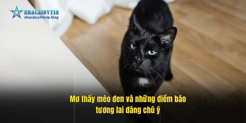 Mơ thấy mèo đen và những điềm báo tương lai đáng chú ý