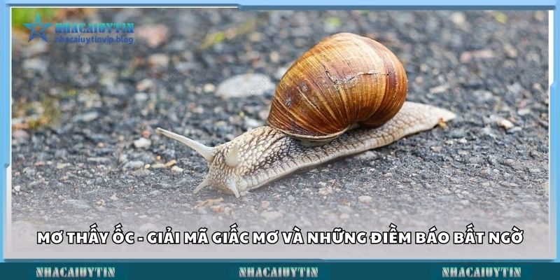 mơ thấy ốc