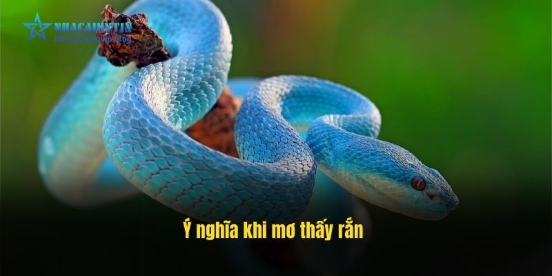 Ý nghĩa khi mơ thấy rắn