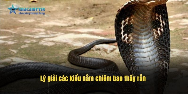 Lý giải các kiểu nằm chiêm bao thấy rắn