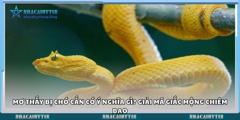 mơ thấy rắn