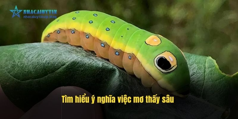 Tìm hiểu ý nghĩa việc mơ thấy sâu