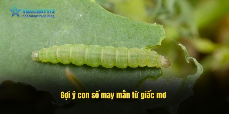 Gợi ý con số may mắn từ giấc mơ