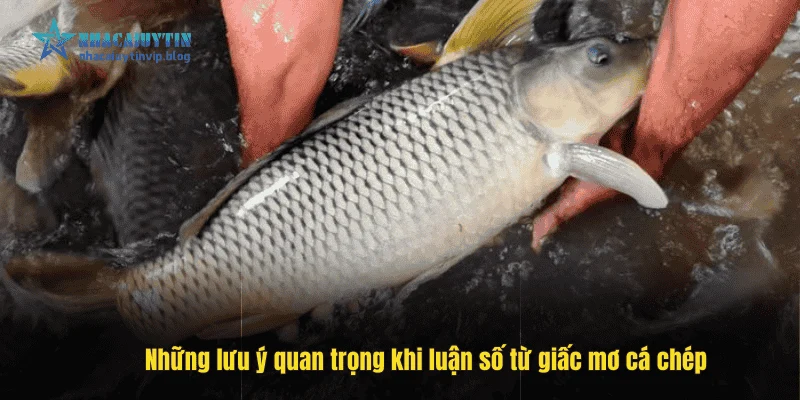Những lưu ý quan trọng khi luận số từ giấc mơ cá chép